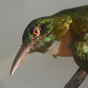 Great jacamar