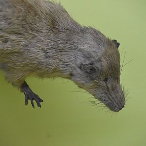 Giant otter shrew
