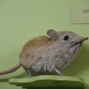 North African elephant shrew