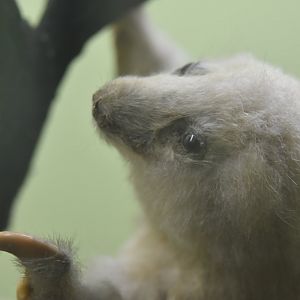 Silky anteater