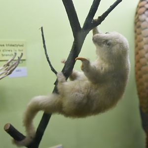 Silky anteater