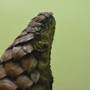 White-bellied pangolin
