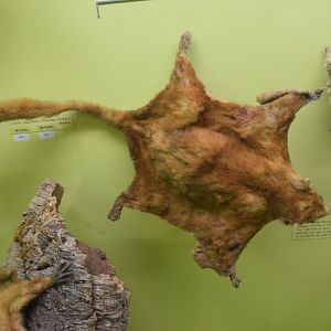 Flying squirrel ID