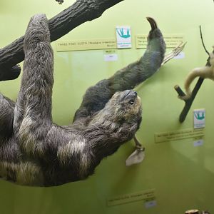 Pale-throated three-toed sloth