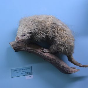 Frosted hairy tree porcupine