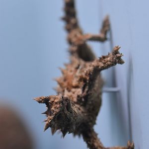 Thorny devil