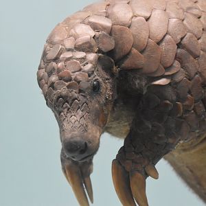 Indian pangolin
