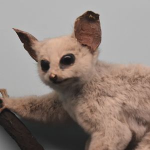 Faded Allen's galago