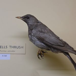 Tickell's thrush