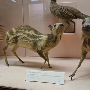 Sri Lankan spotted chevrotain
