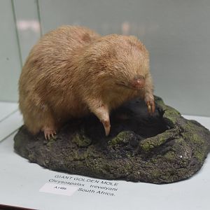 Giant golden mole