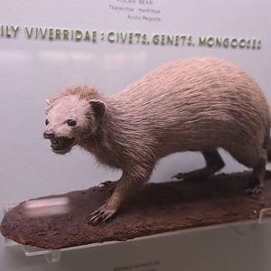 Guess which species this is meant to be...