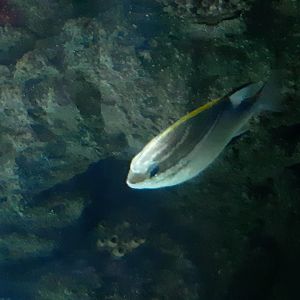 Two-Lined Monocle Bream