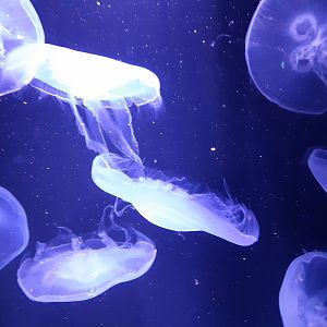 Moon Jellyfish