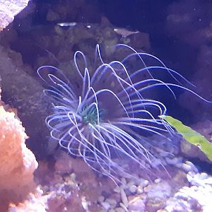 Tube Anemone