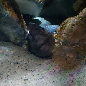 Wolf Eel