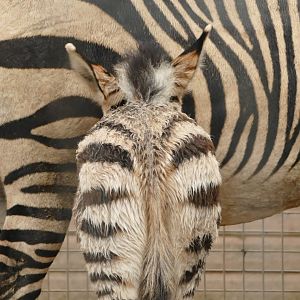 Hartmann's Mountain Zebra, December 2021
