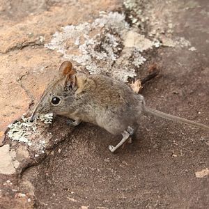 Eastern rock elephant shrew or eastern rock sengi (Elephantulus myurus)