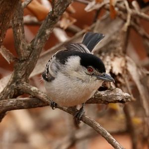 black-backed puffback (Dryoscopus cubla)