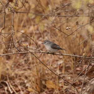 Ashy Flycatcher (Muscicapa caerulescens)