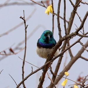 white-bellied sunbird (Cinnyris talatala)
