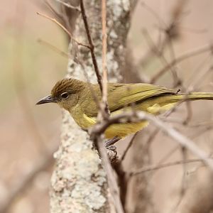 yellow-bellied greenbul (Chlorocichla flaviventris)