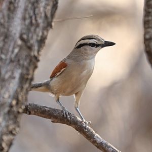 brown-crowned tchagra (Tchagra australis)