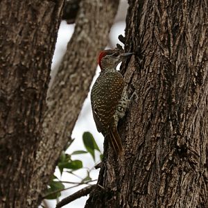 cardinal woodpecker (Dendropicos fuscescens)