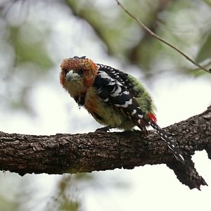 Crested Barbet (Trachyphonus vaillantii)