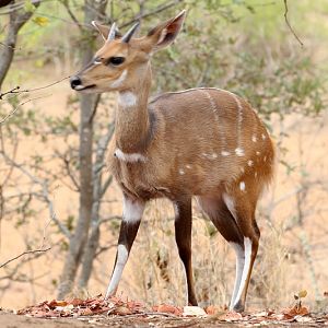 Southern bushbock (Tragelaphus scriptus sylvaticus)