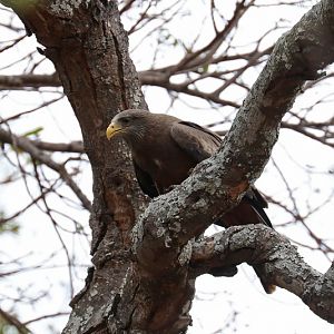 Yellow-billed kite (Milvus aegyptius parasitus)