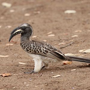 African grey hornbill (Lophoceros nasutus epirhinus), male