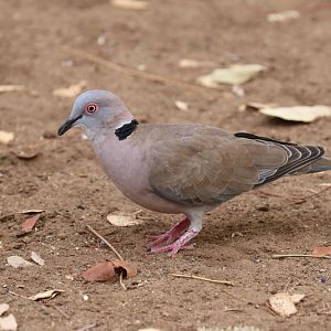 red-eyed dove (Streptopelia semitorquata)
