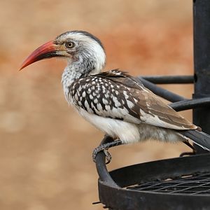 southern red-billed hornbill (Tockus erythrorhynchus rufirostris)