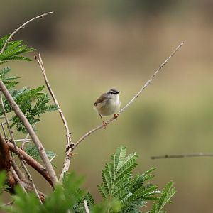 Long-Billed Crombec(Sylvietta rufescens)