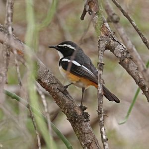 white throaded robin-chat (Cossypha humeralis)