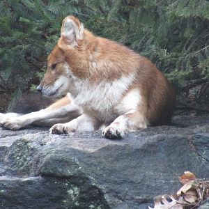 Bronx Zoo Dhole