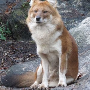 Bronx Zoo Dhole