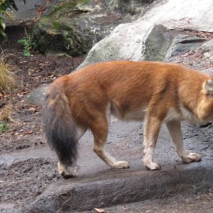 Bronx Zoo Dhole