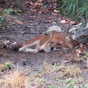 Bronx Zoo Dhole