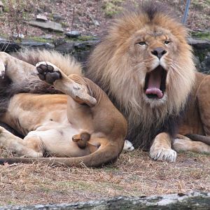 Bronx Zoo Lion his brother ruined the photo