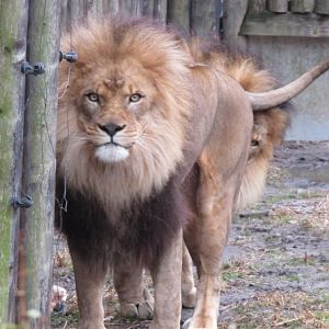 Bronx Zoo Lion