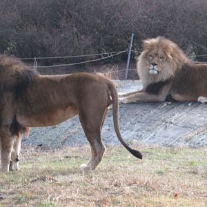 Bronx Zoo Lions