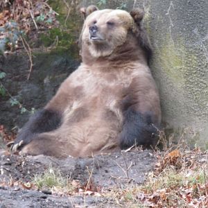 Bronx Zoo Brown Bear
