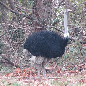 Bronx Zoo Ostrich