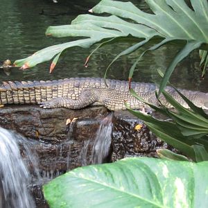 Bronx Zoo Gharial