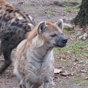 Bronx Zoo Spotted Hyena