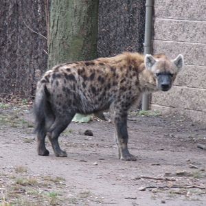Bronx Zoo Spotted Hyena