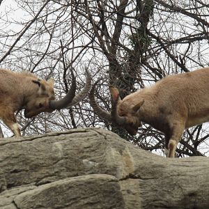 Bronx Zoo Ibex