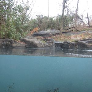 Bronx Zoo Tiger Mountain